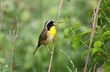 Common Yellowthroatborder=